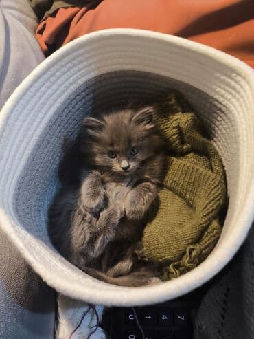 египетская кошка 2021 оригинал: Кошка даром: Беспородная, 1 месяц, Девочка — 4