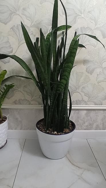 Сансевиерия (Щучий хвост) в декоративном кашпо - Комнатное растение с