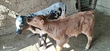 А/ч жаныбарлары үчүн тоюттар: Сатам | Музоо | Аргын | Бордоп семиртүү үчүн | Жасалма уруктандырылган — 4