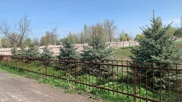 стол с книжным шкафом: Саженцы деревьев: Ели, Самовывоз — 2