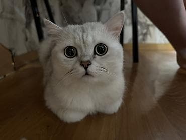 Скотиш Фолд вязка lalafo.kg да Скотиш Фолд вязка
