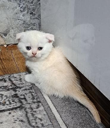 сколько стоит аксолотль: Шотландские котята (вислоухие) - Порода: шотландская вислоухая — 7