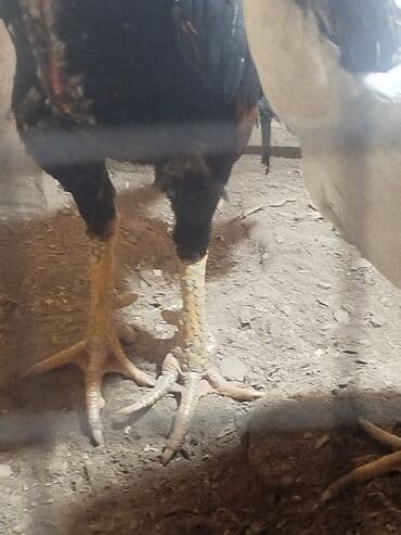 собаки рынок в бишкеке цены: Дакан тулок короз сатылат активный алмашу жолдору бар адрес Бишкек — 4