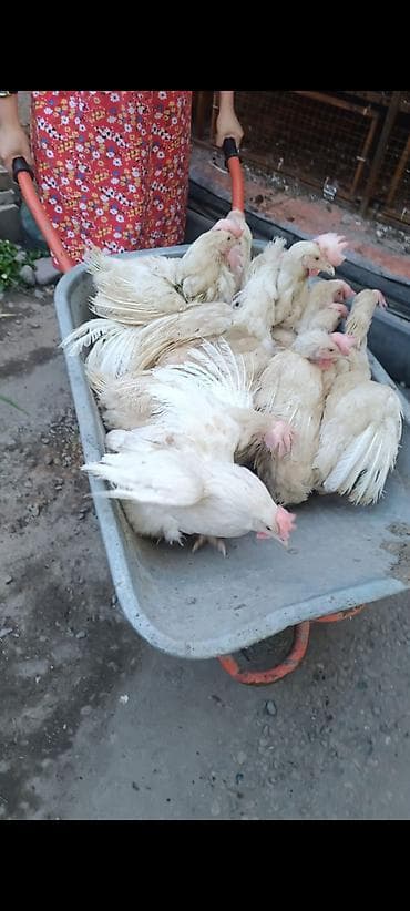 кролики мясо: Продаю | Куры | Хай-Лайн Браун | Несушки — 1