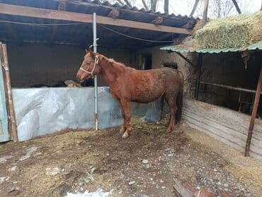 полукровка: Продаю | Кобыла (самка) | Полукровка | Для разведения, На забой — 4