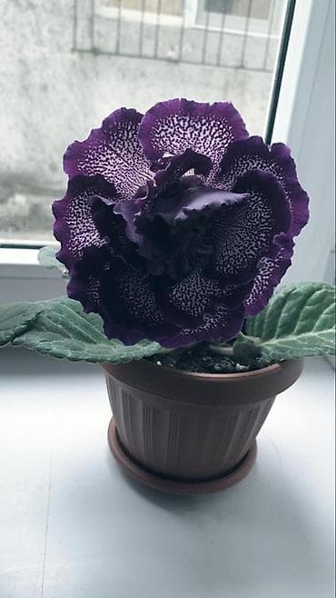 Дом и сад: Глоксиния (Sinningia speciosa) в горшке. - Крупные бархатистые — 3