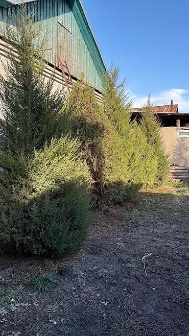 тример садовый: Вечнозелёные хвойные деревья/кусты для озеленения участка. Описание — 1