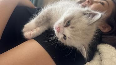 кошки ош: Беспородная, 4 месяца, Мальчик, Биколор, Приучена к лотку — 2