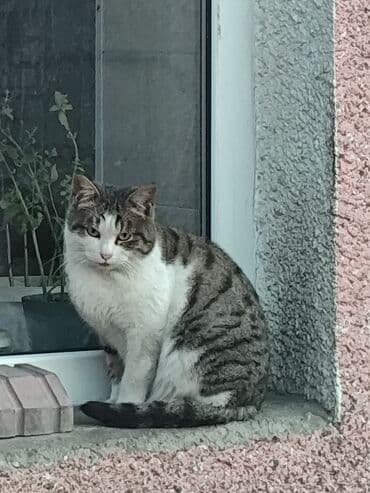 коты токмок: 6 месяцев, Мальчик, Метис — 3