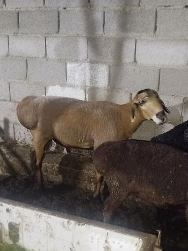 голуби животное: Продаю | Овца (самка) | Для разведения — 3
