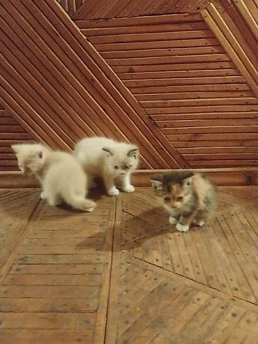 Мышыктар сатылат: Отдам красивых котят в хорошие руки — 8