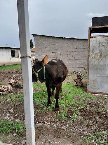 хаски мальчик: Продаю | Бык (самец) | Алатауская | На откорм, На забой, Для разведения | Осеменитель, Искусственник — 1