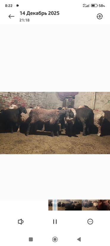 продаю в связи с переездом: Продаю | Овца (самка) | Полукровка | Для разведения | Матка — 1