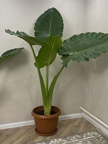 беде уруе: Алоказия (вероятно Alocasia macrorrhizos, «Слоновье ухо») в горшке - — 3