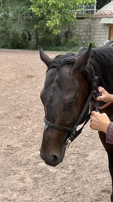 байтал ургачы: Продаю чистокровного жребца 4 года, привезен из Дагестана! Есть — 3
