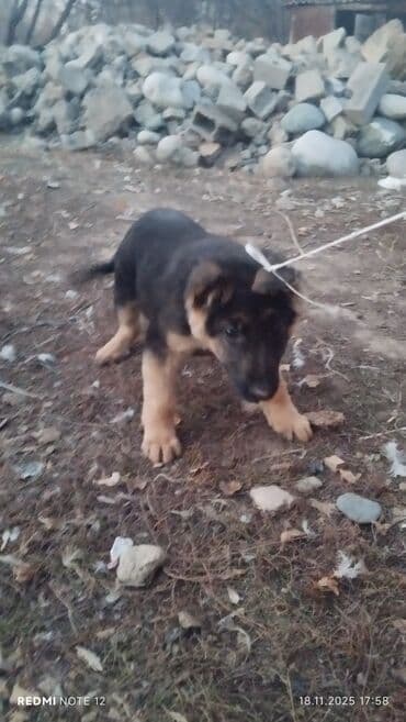 Грызуны: Немецкая овчарка, 2 месяца, Самец, С прививкой — 2