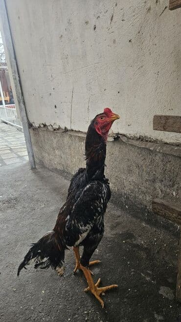 продаю ящики: Продаю | Петух | Бойцовая | Для разведения — 2