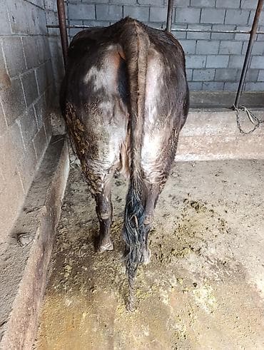 куры в токмоке: Продаю | Корова (самка) | Полукровка | Для молока — 4