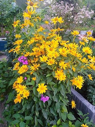 вьющиеся цветы: Саженцы декоративных многолетних растений для сада - Клематис — 5