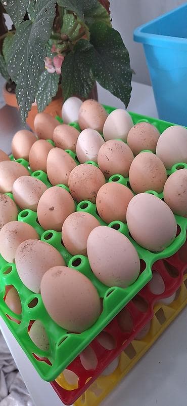 ко шамо куры: Продаю | Куры | Несушки — 8