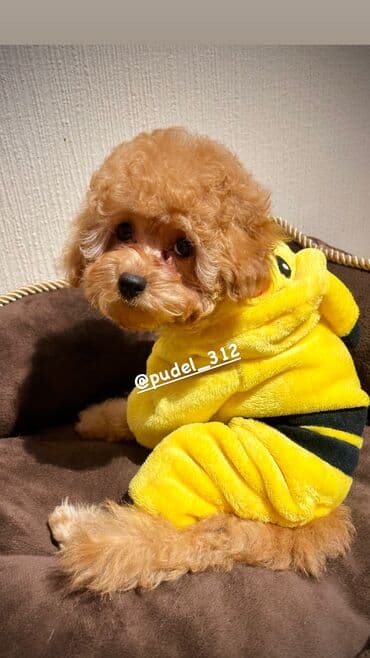 Продажа собак: Продаются щенки той пудели . С родословной! Идеальная порода которая — 3