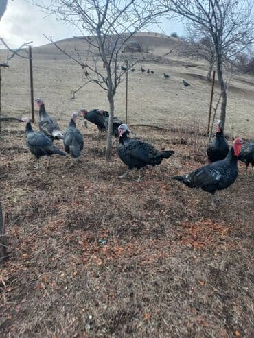 яйца павлина: Индюк короз,макилар сатылат келишим баада — 3