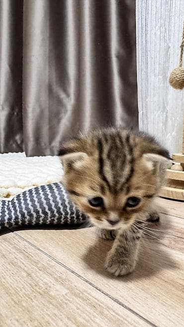 кошка вислоухая серая: Скотиш Фолд (Шотландская вислоухая), 1 месяц, Девочка, Серебристая шиншилла — 3