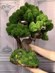 офисные растения: Декоративное дерево бонсай, выполненное из стабилизированного мха — 40