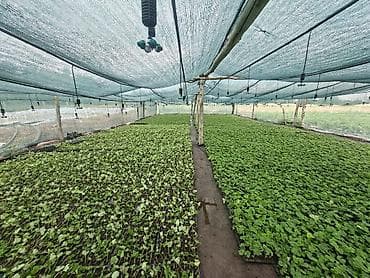 Дом и сад: 🍓 көчөт🌱 сатылат 15 сомдон болор баасы. азия альба альбион. сан адрес — 2