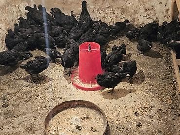 кури: Продаю | Цыплята | Для разведения — 1