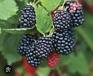 клубника черный принц бишкек: Саженец ежевики (корневище) - Культура: ежевика садовая, бесшипая — 2