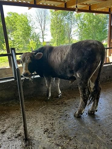 прибор для измерения кислорода в воде: Продаю | Бык (самец) | На откорм | Привязанные — 2