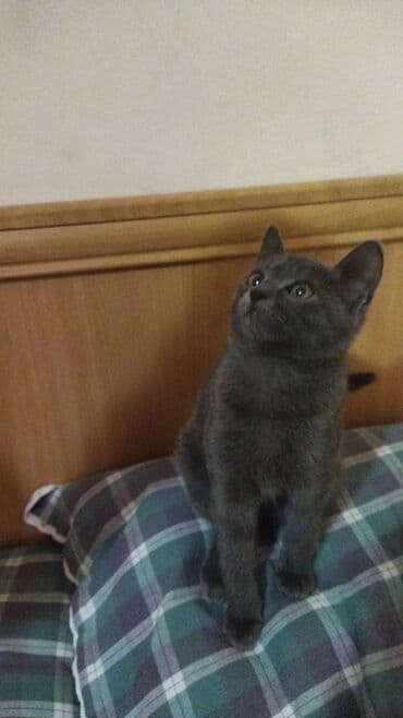 отдам породистых котят: Отдам даром котят. 2 мес. Игривые, на латок ходят. Кушают всё — 9