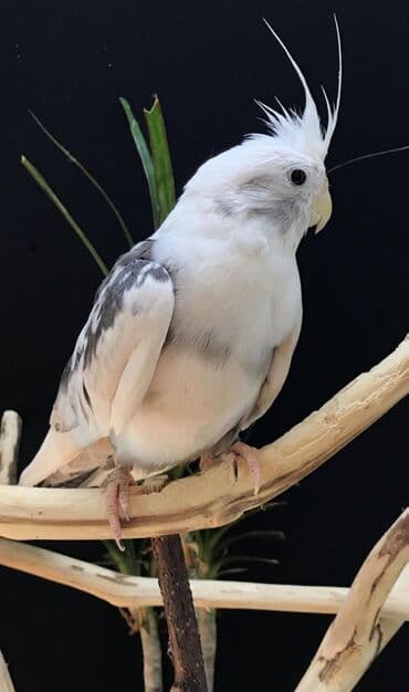 А/ч жаныбарлары үчүн тоюттар: Белощекие кареллы хорошо учатся говорить и приручаются к рукам. Так же — 4