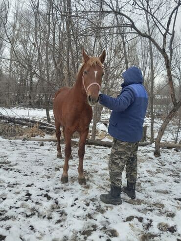 Продаю | Жеребец | Рабочий