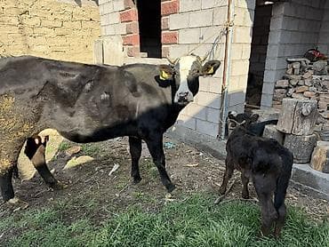 Продаю | Корова (самка) | Для молока | Привязанные at lalafo.kg Продаю | Корова (самка) | Для молока | Привязанные