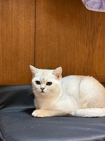 стрижка овес: Продается котёнок 6 месяцев Британская короткошёрстная кошка, окрас — 1