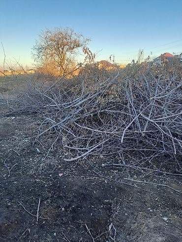 жыгач баасы бишкек: Отун — 1