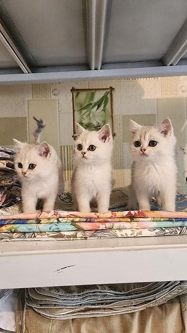 тайская кошка цена: Чисто кровный, Британские котята, окрас серебристая шиншилла — 3