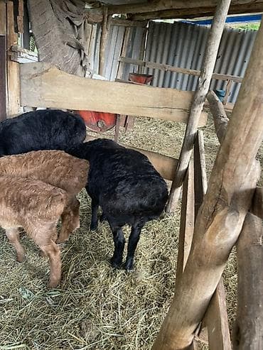 монбельярд цена: Продаю | Овца (самка), Ягненок | Арашан | Для разведения | Племенные, Ярка — 4