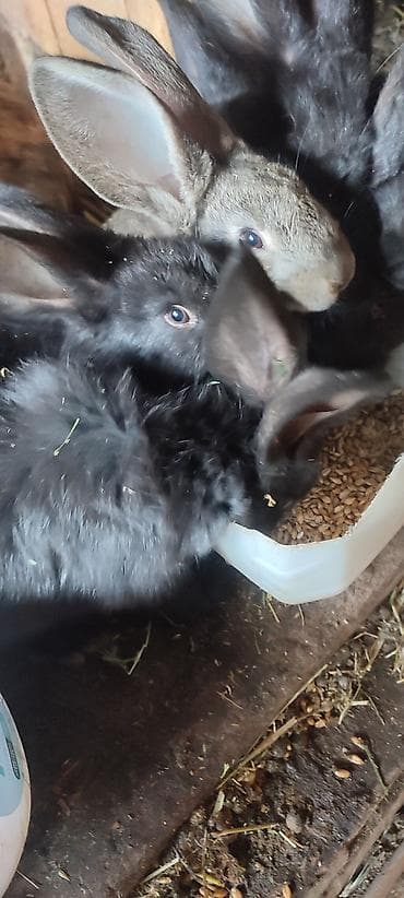 ак коён: Сатам | Коендун бөжөктөрү | Көбөйтүү үчүн — 5