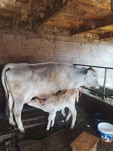 А/ч жаныбарлары үчүн тоюттар: Сатам | Уй (ургаачы) | Сүт алуу үчүн | Музоологондон кийин — 1