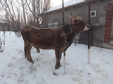 Аквариумы: Продаю | Корова (самка) | Швицкая | Для молока | Стельные — 1