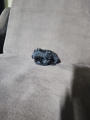 Отдам даром собаку: 1 месяц, Самка — 2