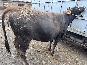 кой сойобуз: Продаю | Корова (самка) | Для молока | Привязанные — 5