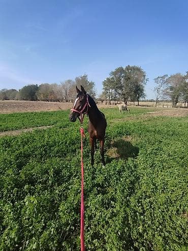 А/ч жаныбарларын сатып алам: Сатам | Бээ (ургаачы) | Англиялык | Ат спорту — 2