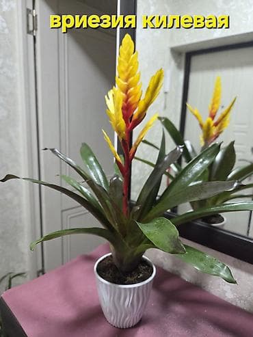 тёщин язык: Сансевиерия (Sansevieria, «щучий хвост») в горшке. Описание: - — 7