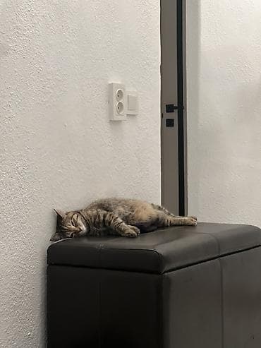 Мышыктар: Мышык бекер берилет: Породасыз, 11 айлык, Ургаачы, Лотокко барууга үйрөтүлгөн — 2