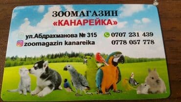 летучая мышь в кыргызстане: Хомячки джунгарские с клеткой комплект — 6