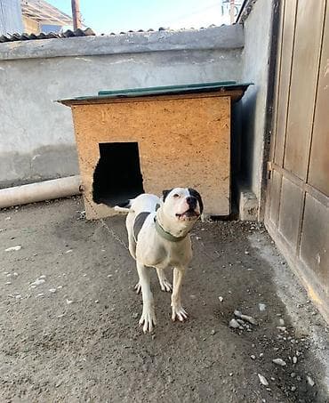 собака пекинес цена: Питбуль, 1 год, Самка — 4